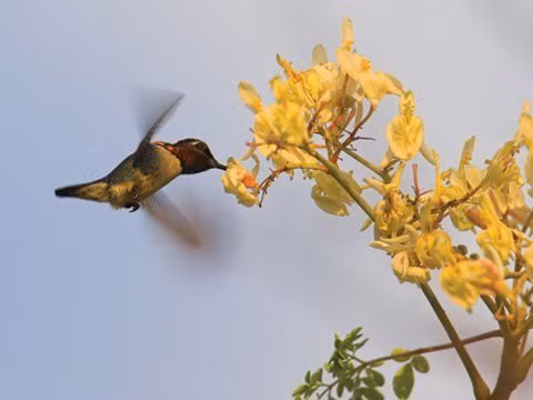 Loài động vật nào có xương sống nhỏ nhất thế giới? - Hình 2 Loai dong vat nao co xuong song nho nhat the gioi?-Hinh-2