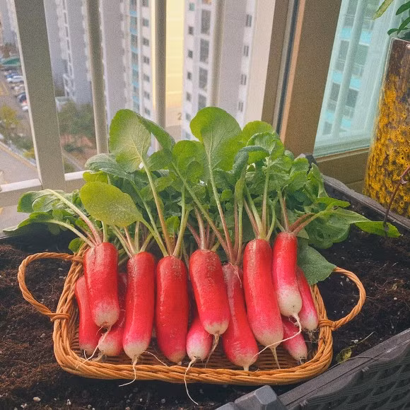 Sang nuoc ngoai dinh cu cung chong, co gai xot ruot vi rau dat nhu vang-Hinh-10