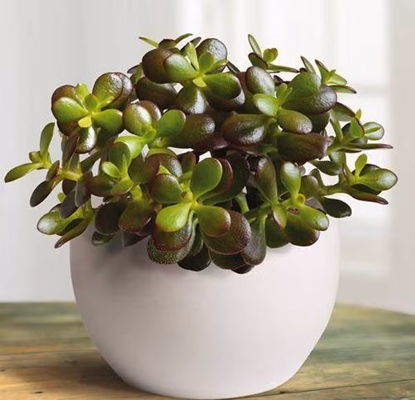Những loại cây hút tiền trồng trong nhà giúp gia chủ vượng phát - Hình 6 Nhung loai cay hut tien trong trong nha giup gia chu vuong phat-Hinh-6