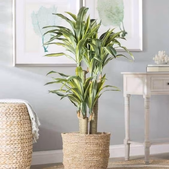 Những loại cây hút tiền trồng trong nhà giúp gia chủ vượng phát Nhung loai cay hut tien trong trong nha giup gia chu vuong phat
