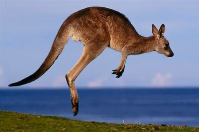 Những sự thật bất ngờ về loài động vật biểu tượng của Australia Nhung su that bat ngo ve loai dong vat bieu tuong cua Australia