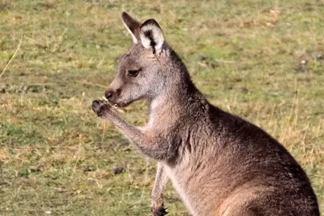 Những sự thật bất ngờ về loài động vật biểu tượng của Australia - Hình 2 Nhung su that bat ngo ve loai dong vat bieu tuong cua Australia-Hinh-2
