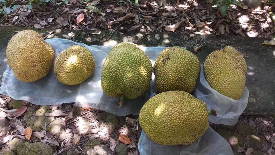 Mit ruot do mui to day, thom ngot 120.000 dong/kg van hut khach-Hinh-2