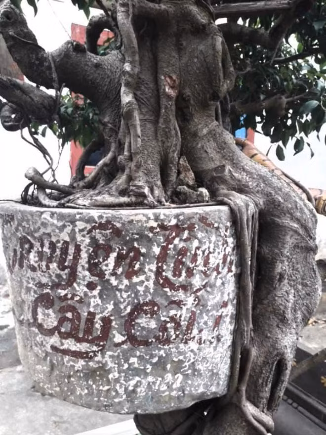Cây cảnh Chuyện tình cây và cối thế độc lạ thu hút khách quan - Hình 4 Cay canh Chuyen tinh cay va coi the doc la thu hut khach quan-Hinh-4