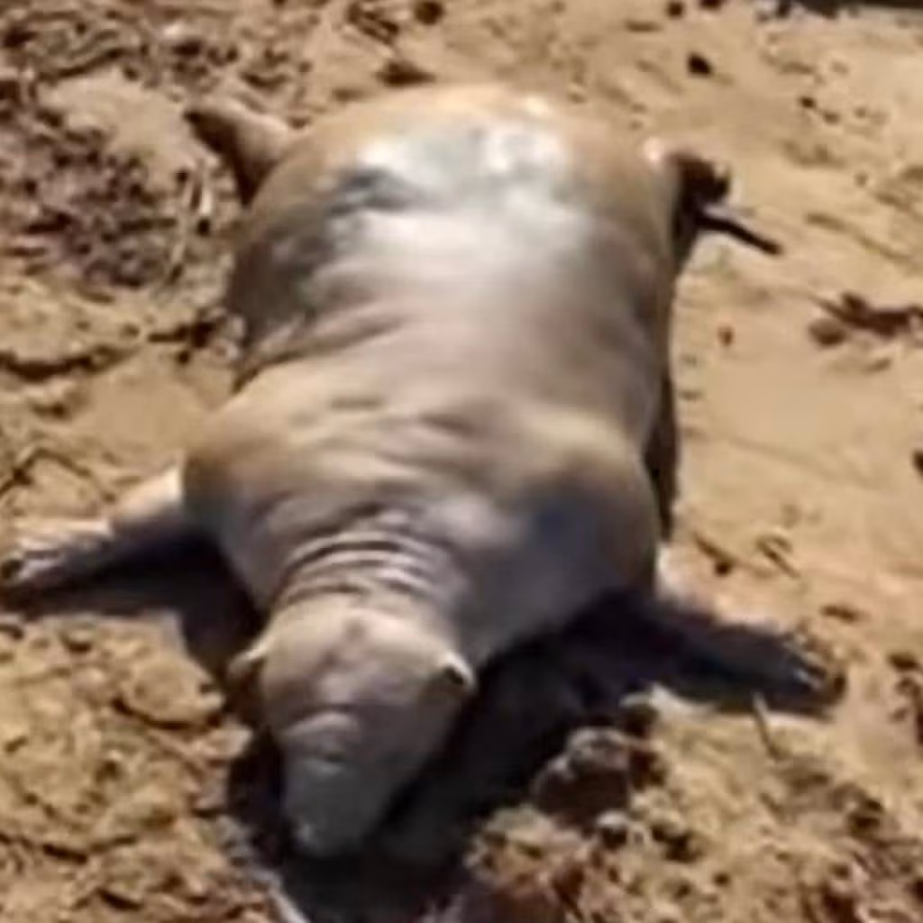 Quái vật mặt giống người kỳ dị xuất hiện khiến người nhìn hoảng sợ Quai vat mat giong nguoi ky di xuat hien khien nguoi nhin hoang so