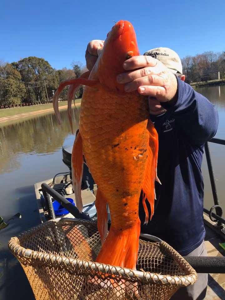 Phat hien ca vang khong lo o South Carolina