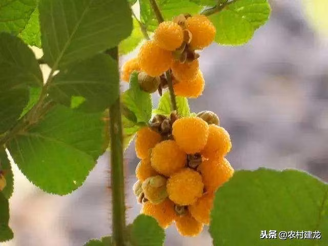 Qua dai nhin nhu boc trung ca, gia gan nua trieu/kg