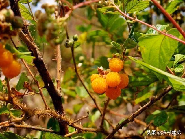 Qua dai nhin nhu boc trung ca, gia gan nua trieu/kg-Hinh-5