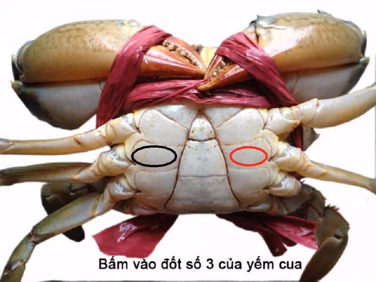 Ban da biet cach chon cua bien chac thit, gach dac beo ngay chua-Hinh-4