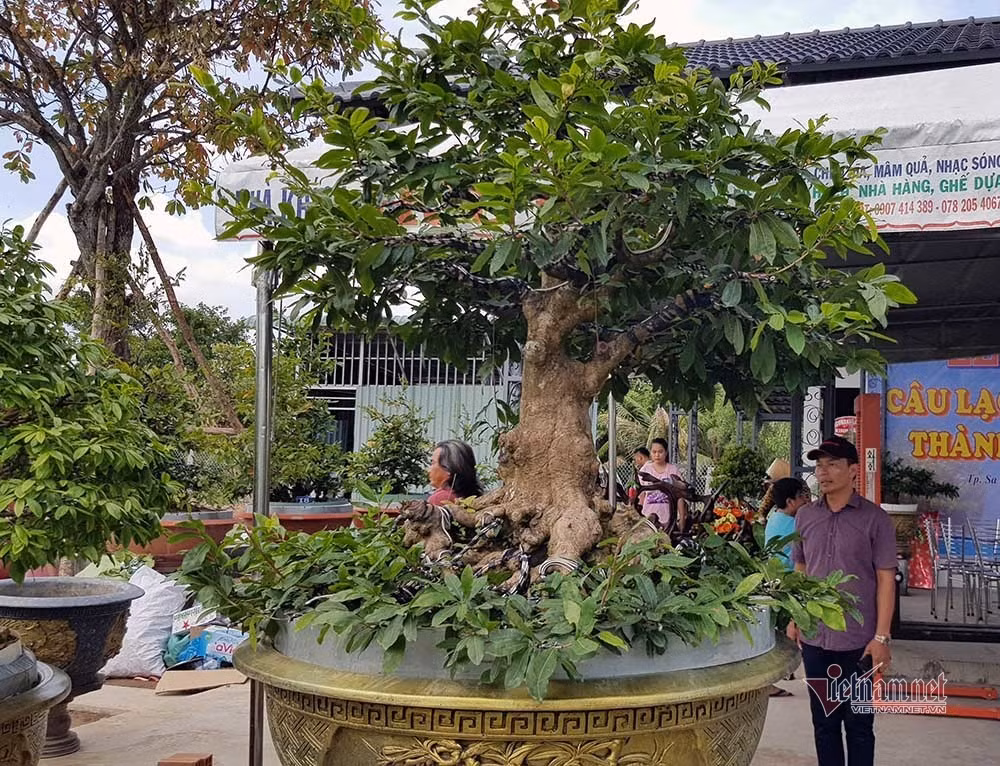 Mai vang tram tuoi goc dat vang, tra 2 ty dong chua ban