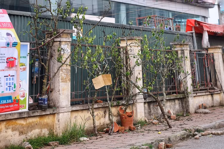 Canh tuong la chua tung thay o cho hoa lon nhat Ha Noi-Hinh-8