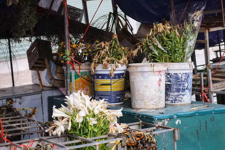 Canh tuong la chua tung thay o cho hoa lon nhat Ha Noi-Hinh-7