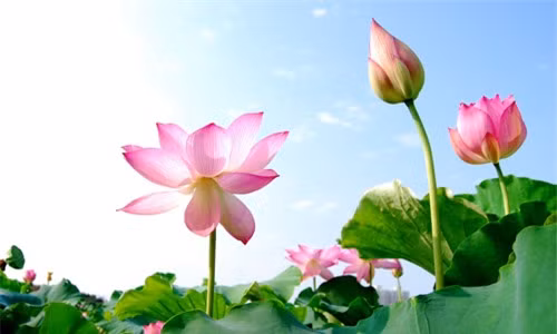 Tại sao hoa sen trở thành biểu tượng của nhà Phật? - Hình 3 Tai sao hoa sen tro thanh bieu tuong cua nha Phat?-Hinh-3