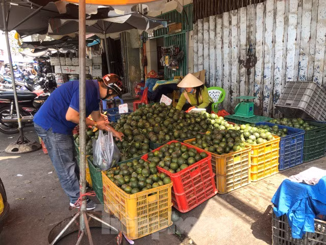 Cam sành cũng chỉ còn 20.000 đồng/kg.