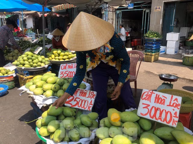 Trong khi đó, xoài chín vụ cũng đang trong tình cảnh "cung vượt cầu" khi không thế xuất khẩu. Tại khu chợ cạnh bến xe Chợ Lớn, xoài cát Hòa Lộc loại 1 giá chỉ 25.000-30.000 đồng/kg.