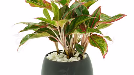 Đặt cây phong thủy này lên bàn thờ giúp gia chủ đổi vận Dat cay phong thuy nay len ban tho giup gia chu doi van