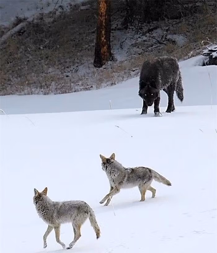 8. Sói đồng cỏ (coyote) so với sói (wolf) chỉ giống như những chú chó con mà thôi.