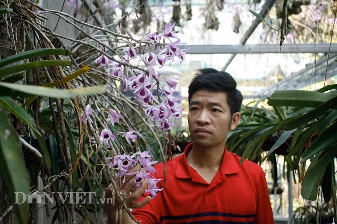 'Dot nhap' vuon lan rung tri gia 10 ty o tinh Lai Chau-Hinh-2