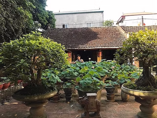 Nuoi heo rung 200 kg lam... thu cung-Hinh-8