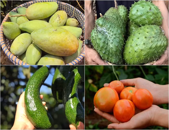 Cặp vợ chồng 9x bỏ Sài Gòn lên núi làm "người rừng" ảnh 7