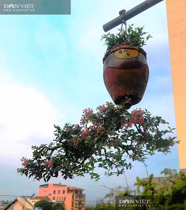 Hàng trăm cây bonsai mọc ngược được xác nhận kỷ lục Việt Nam - Hình 13 Hang tram cay bonsai moc nguoc duoc xac nhan ky luc Viet Nam-Hinh-13