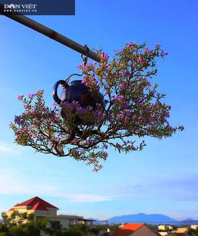 Hàng trăm cây bonsai mọc ngược được xác nhận kỷ lục Việt Nam Hang tram cay bonsai moc nguoc duoc xac nhan ky luc Viet Nam