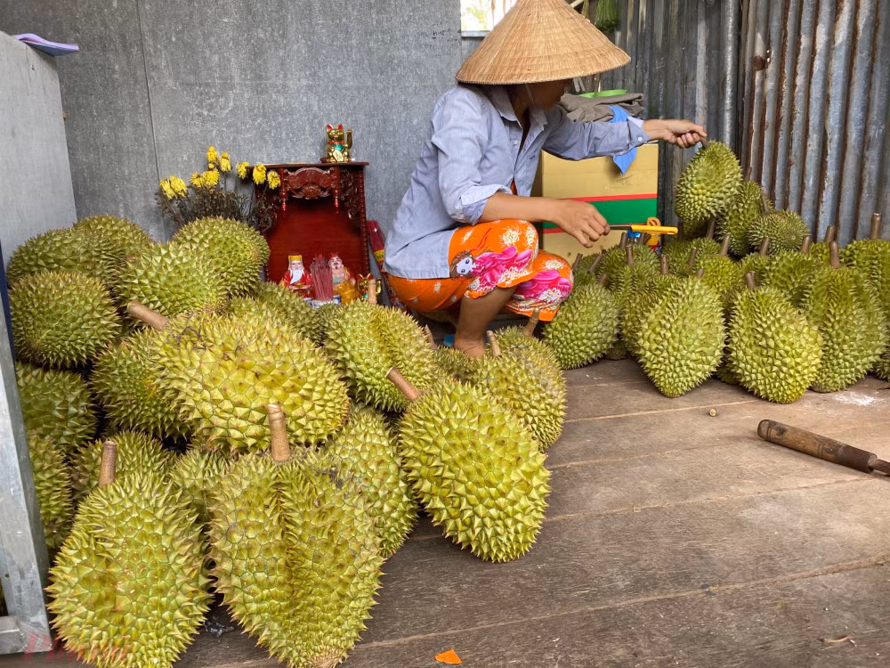 Sau rieng dai ha gia o via he Sai Gon, vi sao?-Hinh-2