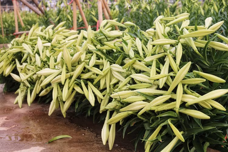 Hoa loa kèn đầu mùa giá rẻ bất ngờ vẫn chịu ế ẩm vì Covid-19 - Hình 2 Hoa loa ken dau mua gia re bat ngo van chiu e am vi Covid-19-Hinh-2