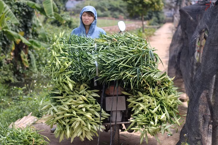 Hoa loa kèn đầu mùa giá rẻ bất ngờ vẫn chịu ế ẩm vì Covid-19 - Hình 6 Hoa loa ken dau mua gia re bat ngo van chiu e am vi Covid-19-Hinh-6