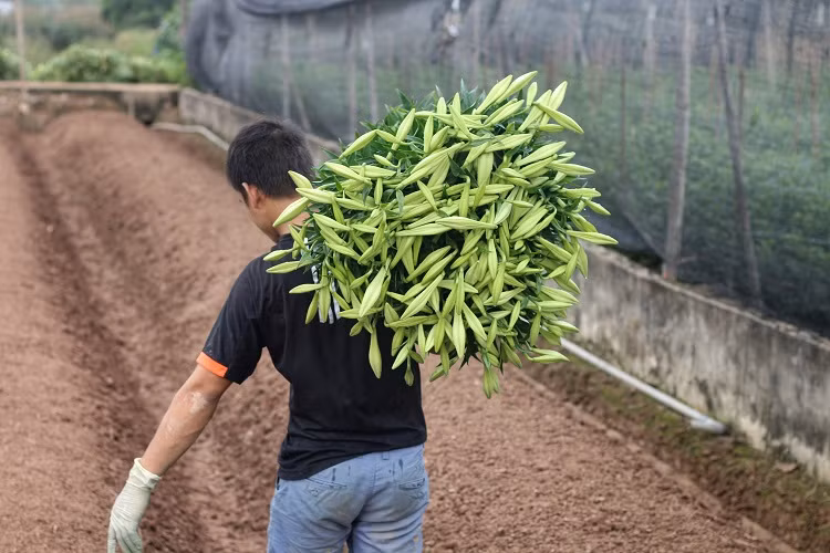 Hoa loa kèn đầu mùa giá rẻ bất ngờ vẫn chịu ế ẩm vì Covid-19 - Hình 4 Hoa loa ken dau mua gia re bat ngo van chiu e am vi Covid-19-Hinh-4