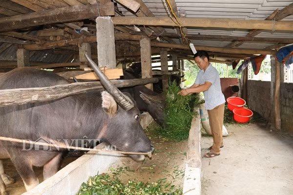 Nuoi nhot nhung con trau to bu, cu ban 1 con thu 40-50 trieu