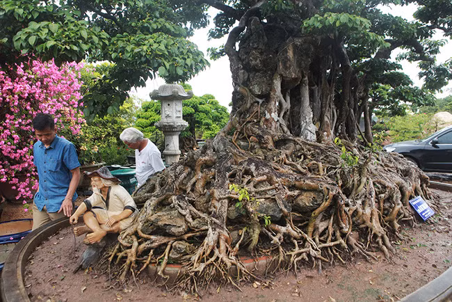 Giáo sư, nhà sử học Lê Văn Lan, từng nhật xét tác phẩm “Cửu long tranh châu" là cây có một thời sinh trưởng ở gần gò Đống Đa nên rất có giá trị lịch sử.