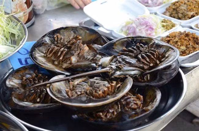 Ngoài việc dùng làm hải sản thì máu của sam là loại chất lỏng đắt nhất thế giới.