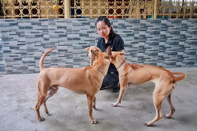 Dai gia khap noi 