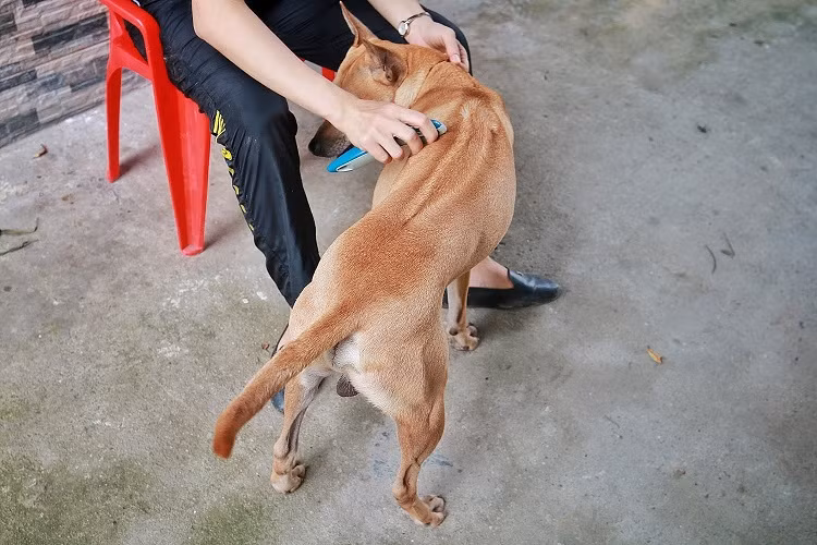 Dai gia khap noi 