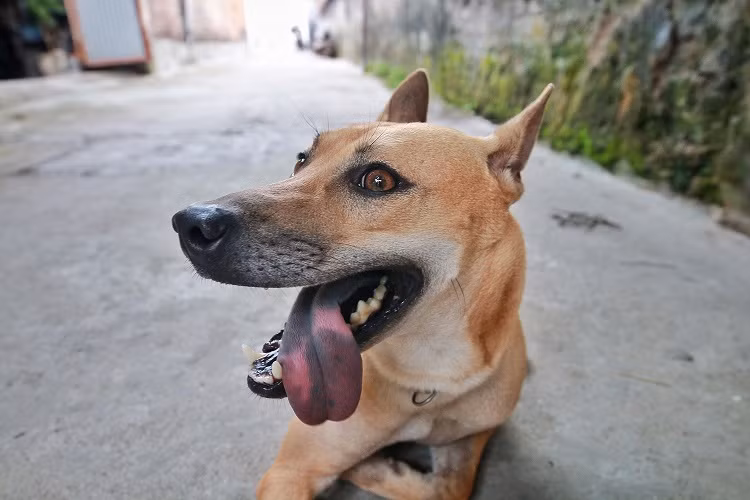 Dai gia khap noi 