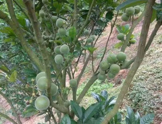 La lung qua khong thit, vua dang vua cay, gia tien trieu/kg