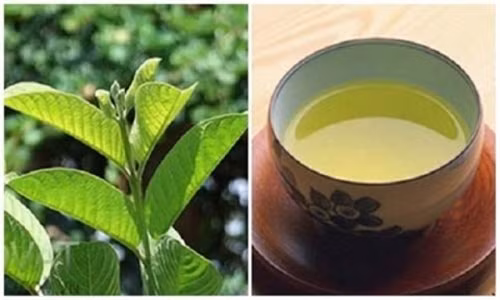 Nhung loi ich than ky doi voi suc khoe khi uong nuoc la oi moi ngay