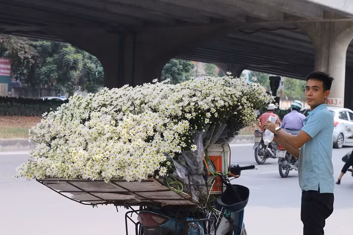 Cuc hoa mi dau mua, dan buon het gia ca tram nghin 1 bo-Hinh-2
