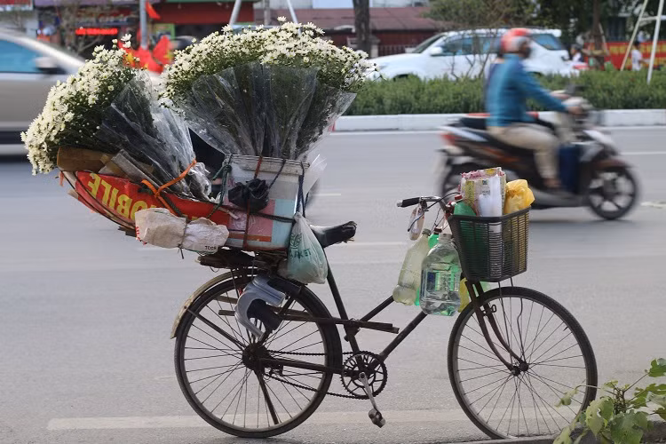 Cuc hoa mi dau mua, dan buon het gia ca tram nghin 1 bo-Hinh-3
