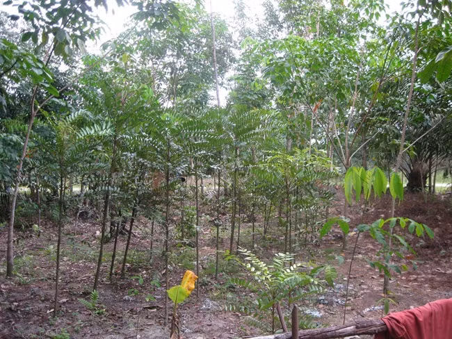 Bau vat cua ca nuoc, mot thoi khong ai ngo nay ra sao?-Hinh-10
