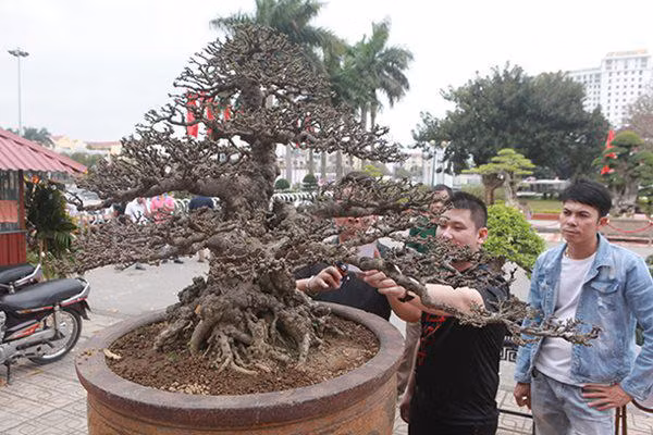 Tuyệt phẩm mai chiếu thủy tiền tỷ có dáng thế độc - lạ Tuyet pham mai chieu thuy tien ty co dang the doc - la