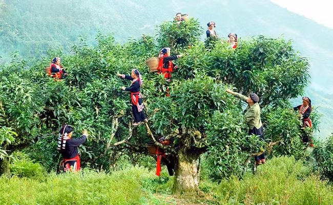 3 loại trà đắt bậc nhất, trong đó có loại ướp bằng 'quốc hoa' - Hình 2 3 loai tra dat bac nhat, trong do co loai uop bang 'quoc hoa'-Hinh-2
