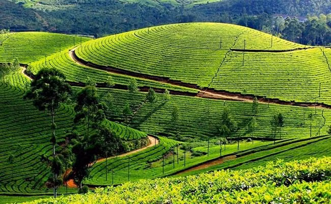 3 loại trà đắt bậc nhất, trong đó có loại ướp bằng 'quốc hoa' - Hình 10 3 loai tra dat bac nhat, trong do co loai uop bang 'quoc hoa'-Hinh-10