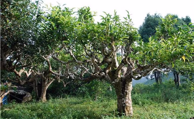 3 loại trà đắt bậc nhất, trong đó có loại ướp bằng 'quốc hoa' - Hình 5 3 loai tra dat bac nhat, trong do co loai uop bang 'quoc hoa'-Hinh-5