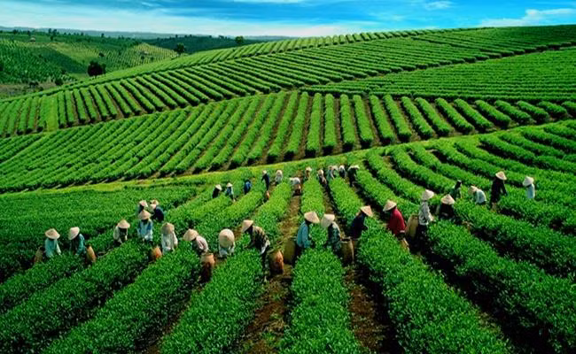 3 loại trà đắt bậc nhất, trong đó có loại ướp bằng 'quốc hoa' - Hình 7 3 loai tra dat bac nhat, trong do co loai uop bang 'quoc hoa'-Hinh-7