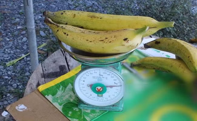 Được biết, mỗi quả chuối tá quạ nặng từ 0,5 - hơn 1kg, dài khoảng 35 - 40 cm.