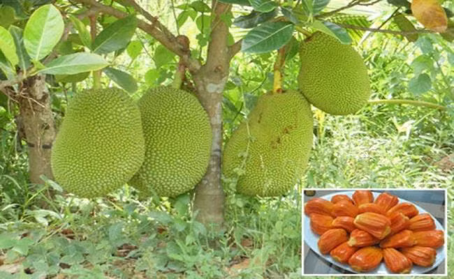 Đây là giống mít “siêu sớm”, trồng 18-24 tháng là có trái, trọng lượng từ 7-15kg/trái. Khi mít chín, ruột có màu đỏ như màu gạch nung, cơm dày, mùi vị ngọt giòn, thơm dịu…