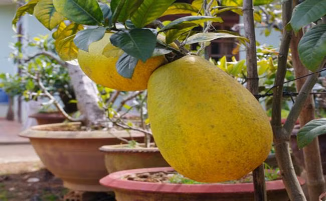 Giống chanh yên khổng lồ có nguồn gốc Myanmar này được du nhập vào Việt Nam trong một vài năm gần đây. Chanh yên chín quả có màu vàng rất đẹp, ít hạt, cây không có gai nên rất dễ chăm sóc,thu hái.