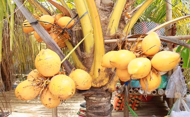 Giống dừa 2 màu này có tên gọi là Adona. Đây là mặt hàng không còn xa lạ với nhiều người dân ở TP.HCM.